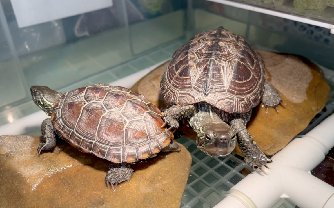 请注意,龟车正在调转方向,请注意,倒车