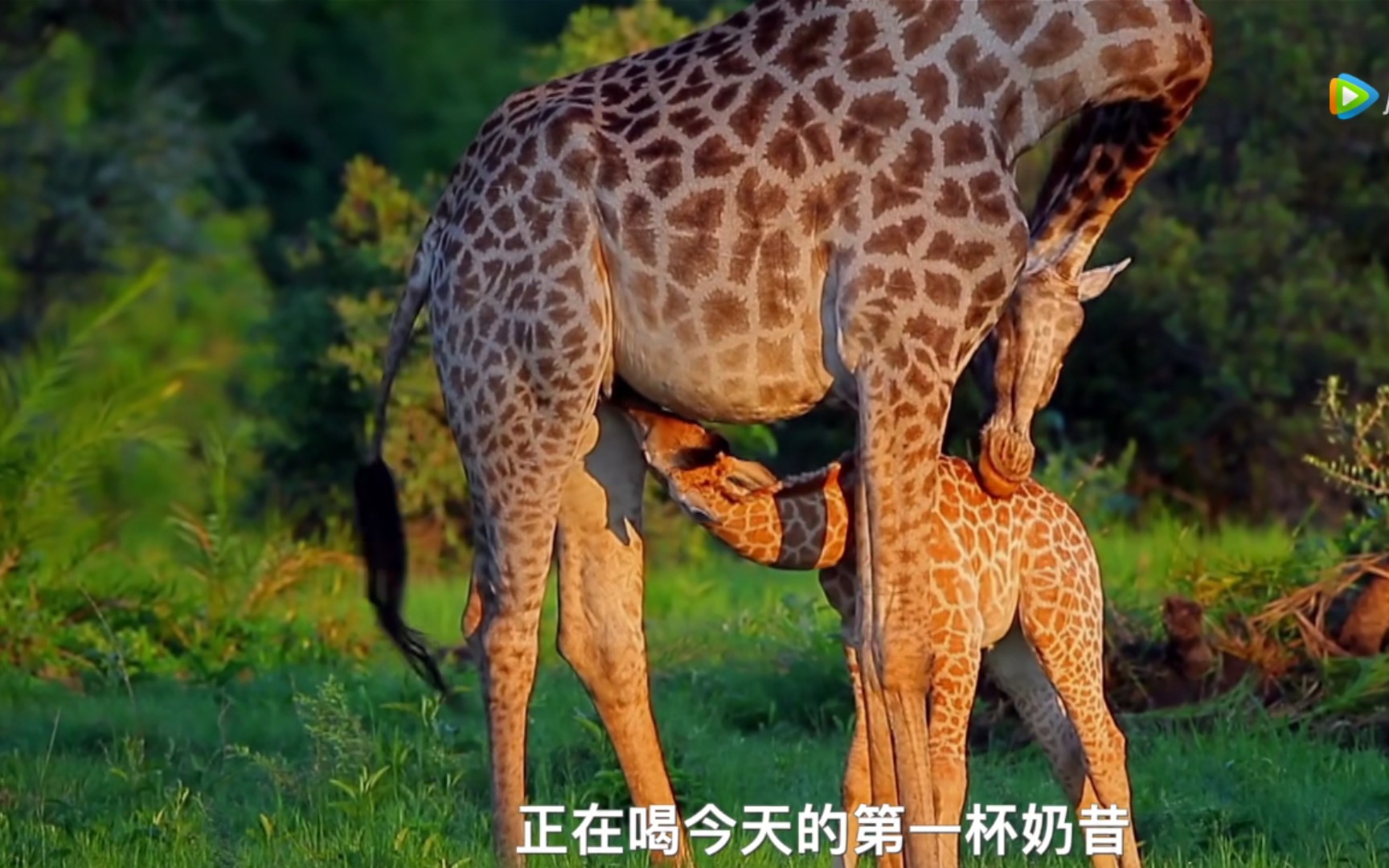 [非洲动物] 小长颈鹿是这样进食的