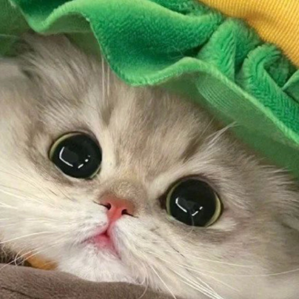 萌猫 猫儿这个萌/#小猫