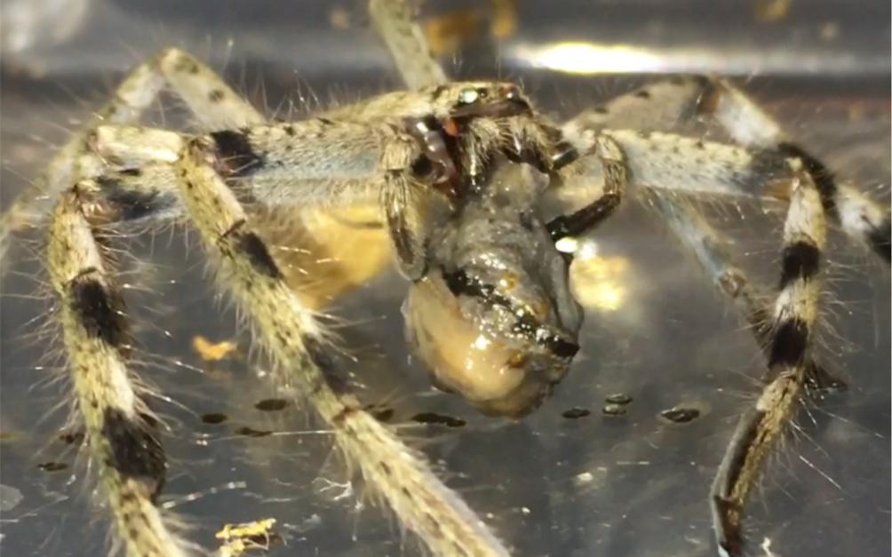 澳洲猎人蛛干饭