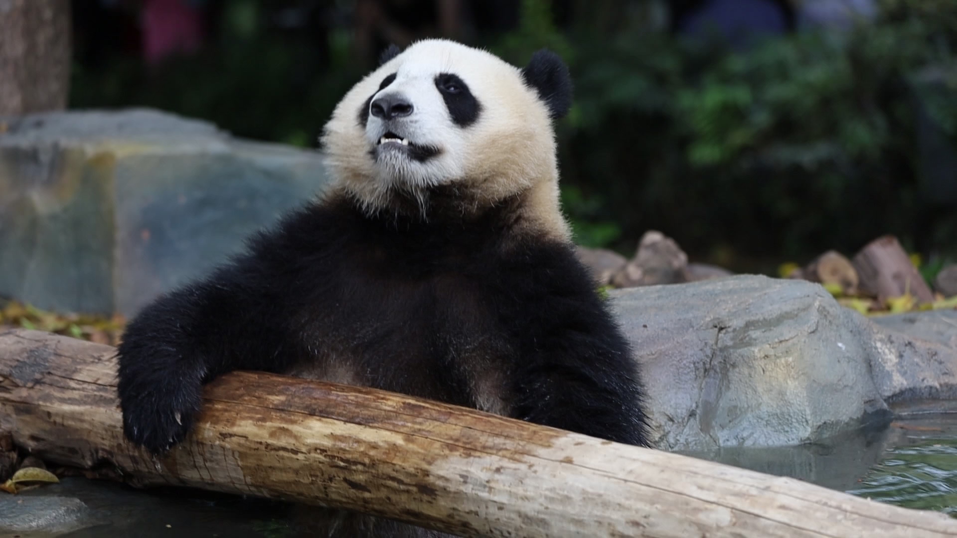 20210510【大熊猫】成风泡脚脚_哔哩哔哩_bilibili