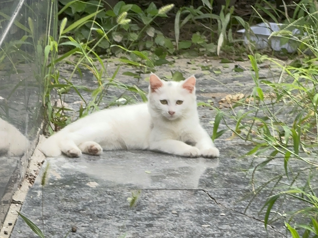 出差回来了,小小白真好看呀,小妈宝看到我就咕咚躺下03