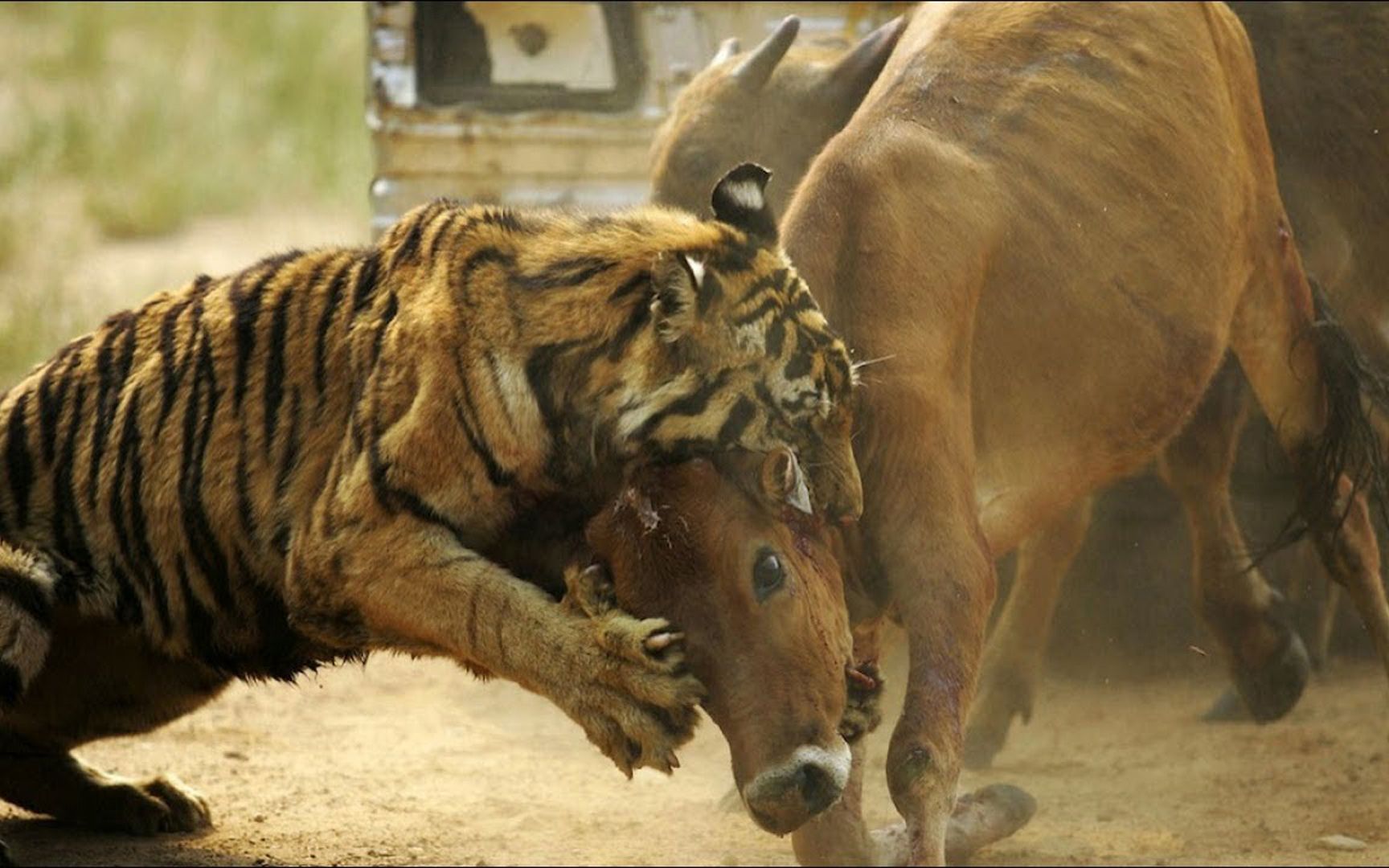 猛虎捕食图图片