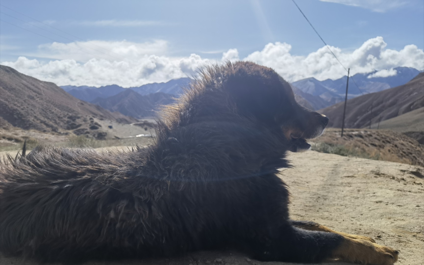 矿山上的藏獒.大牛不知道是生病了还是嗓子里边卡东西了,一直咳嗽哔哩哔哩bilibili