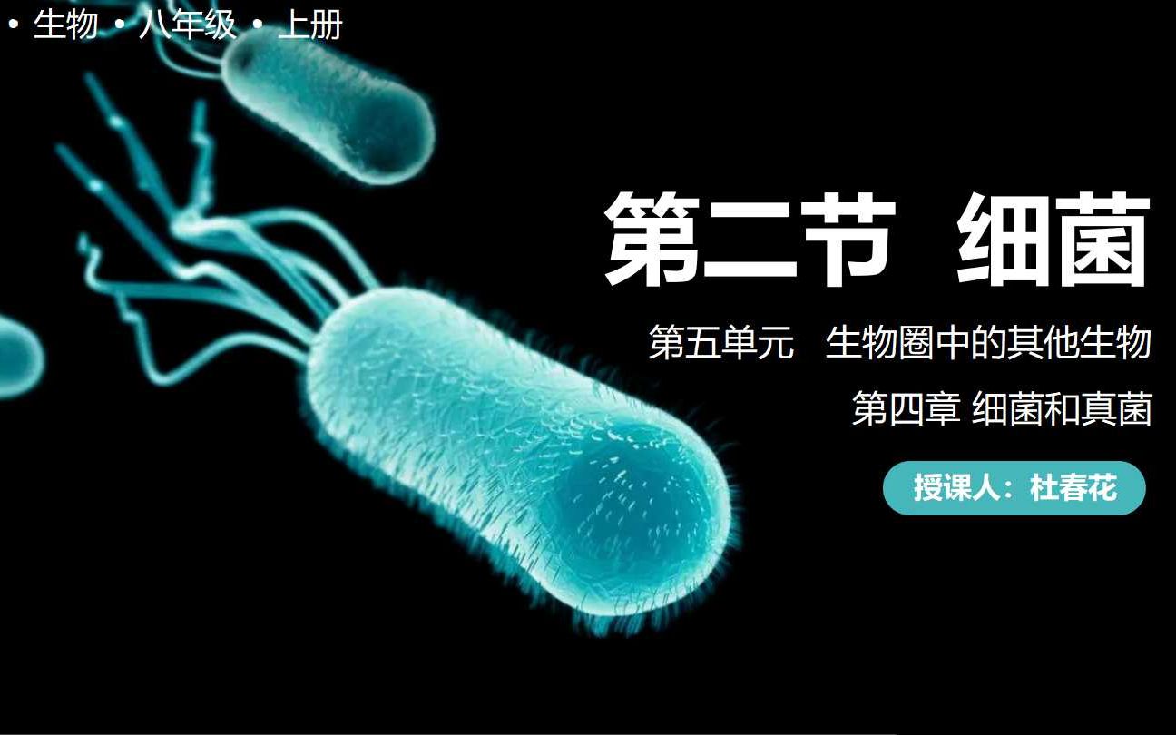 [图]P13生物八年级上册人教版5.4.2细菌