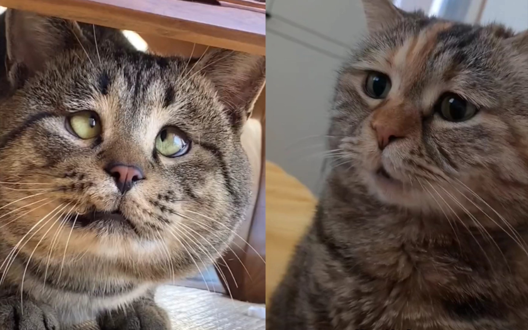 剧情演绎!两只猫猫对话:看我智慧的眼神行事~喵~好