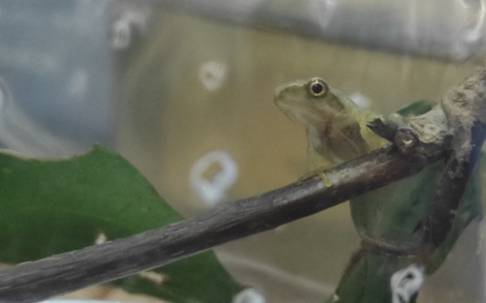刚上岸没几天的 黑眼睑纤树蛙