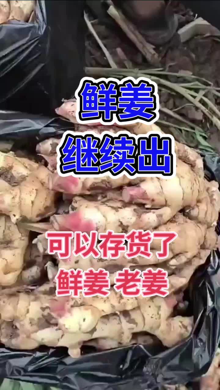 山东大姜滚蛋了图片