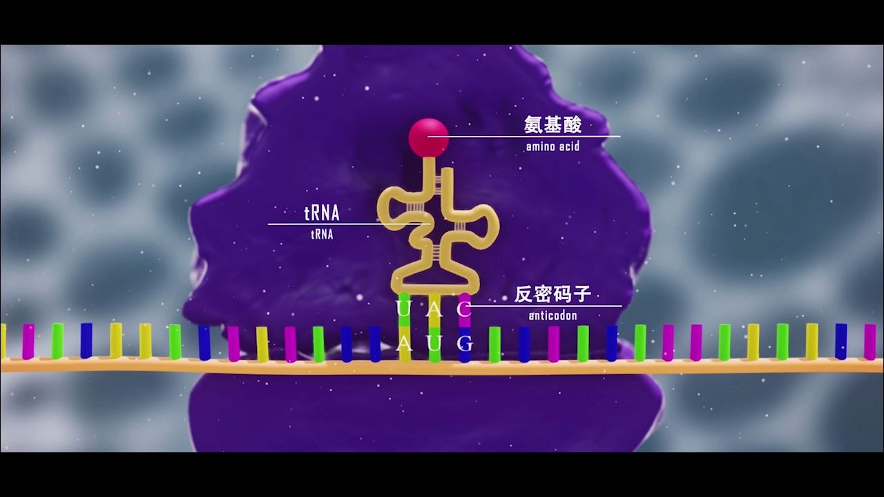 【生物】翻译哔哩哔哩bilibili