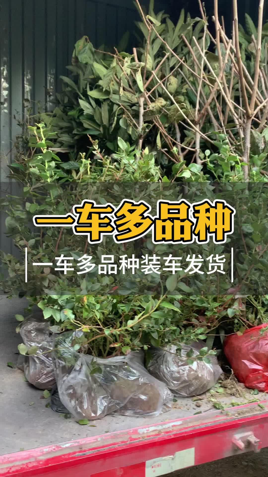 浙江最大果苗批发基地图片