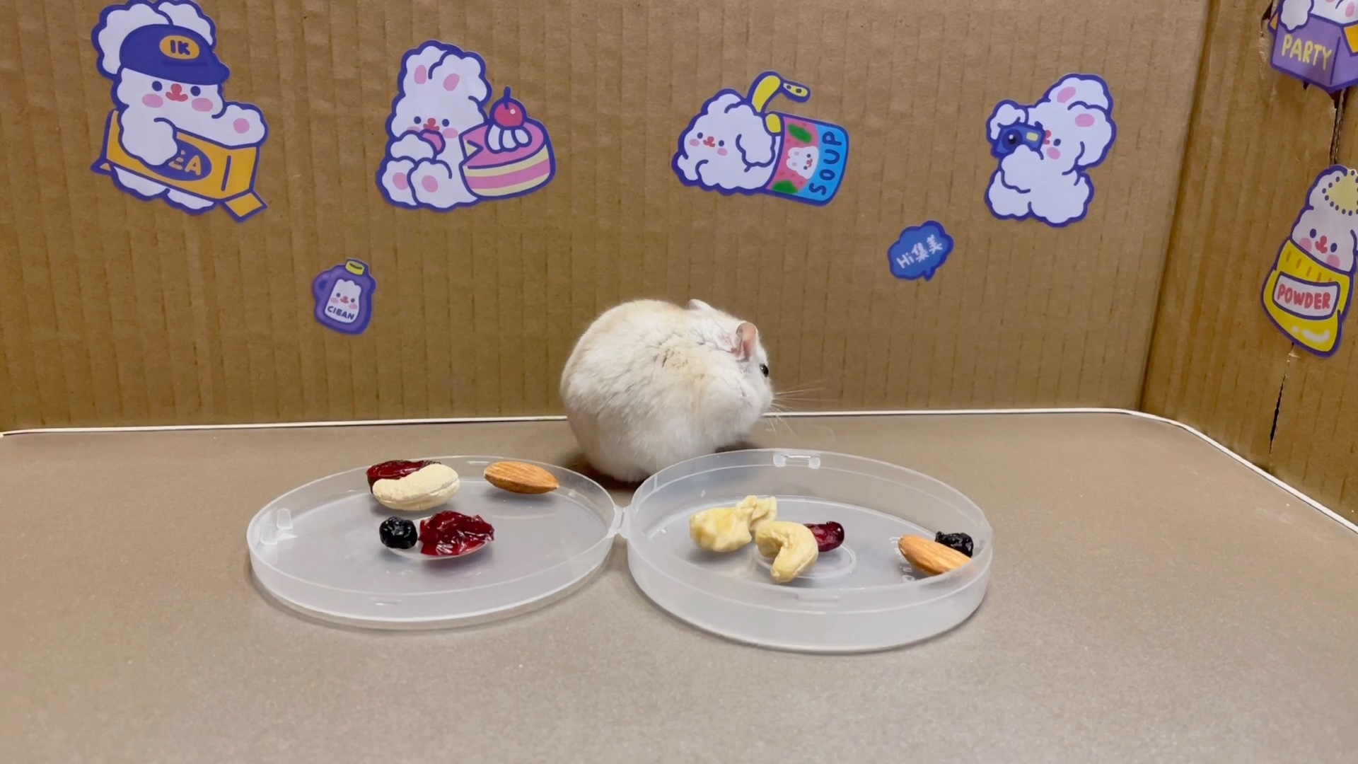 快来看看仓鼠吃坚果