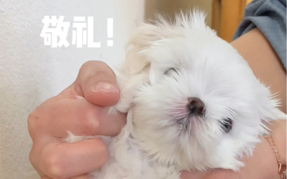 一只会敬礼05的小狗砸