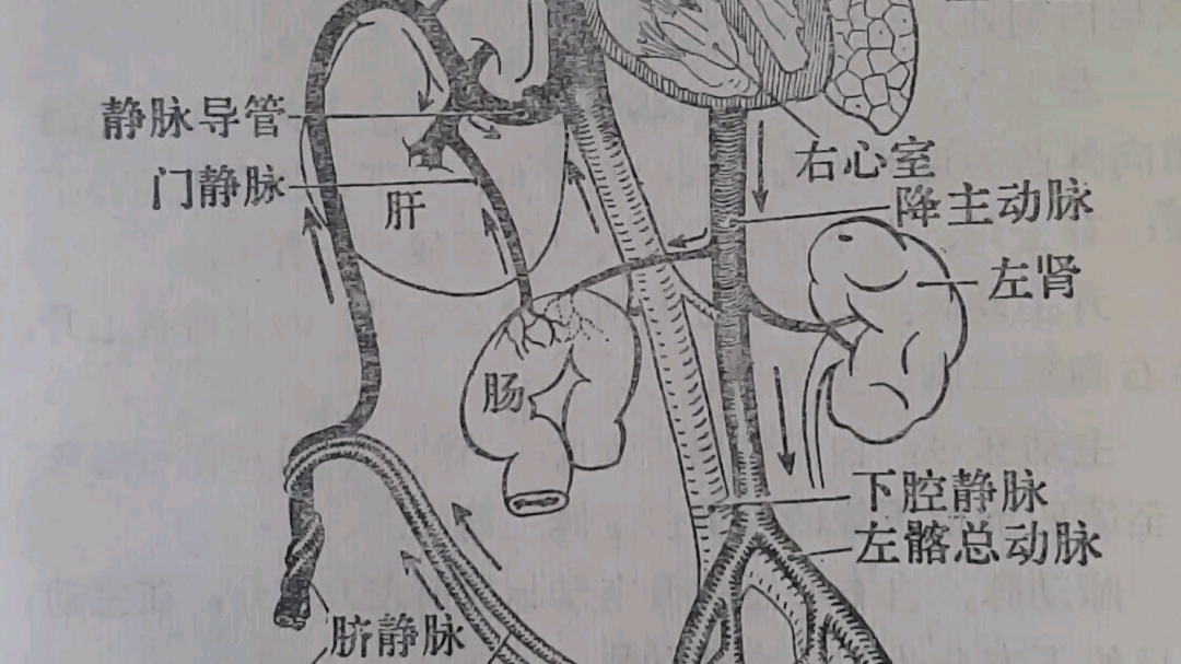 图120《胎儿血液循环和生后变化》哔哩哔哩bilibili