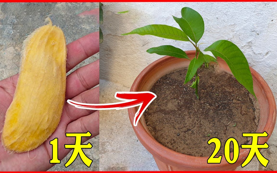 芒果核煮水的功效(芒果核煮水:美容养颜的神器)