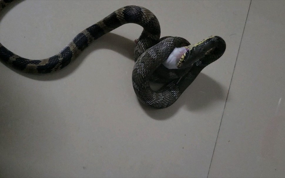 棕黑锦蛇绞杀篇