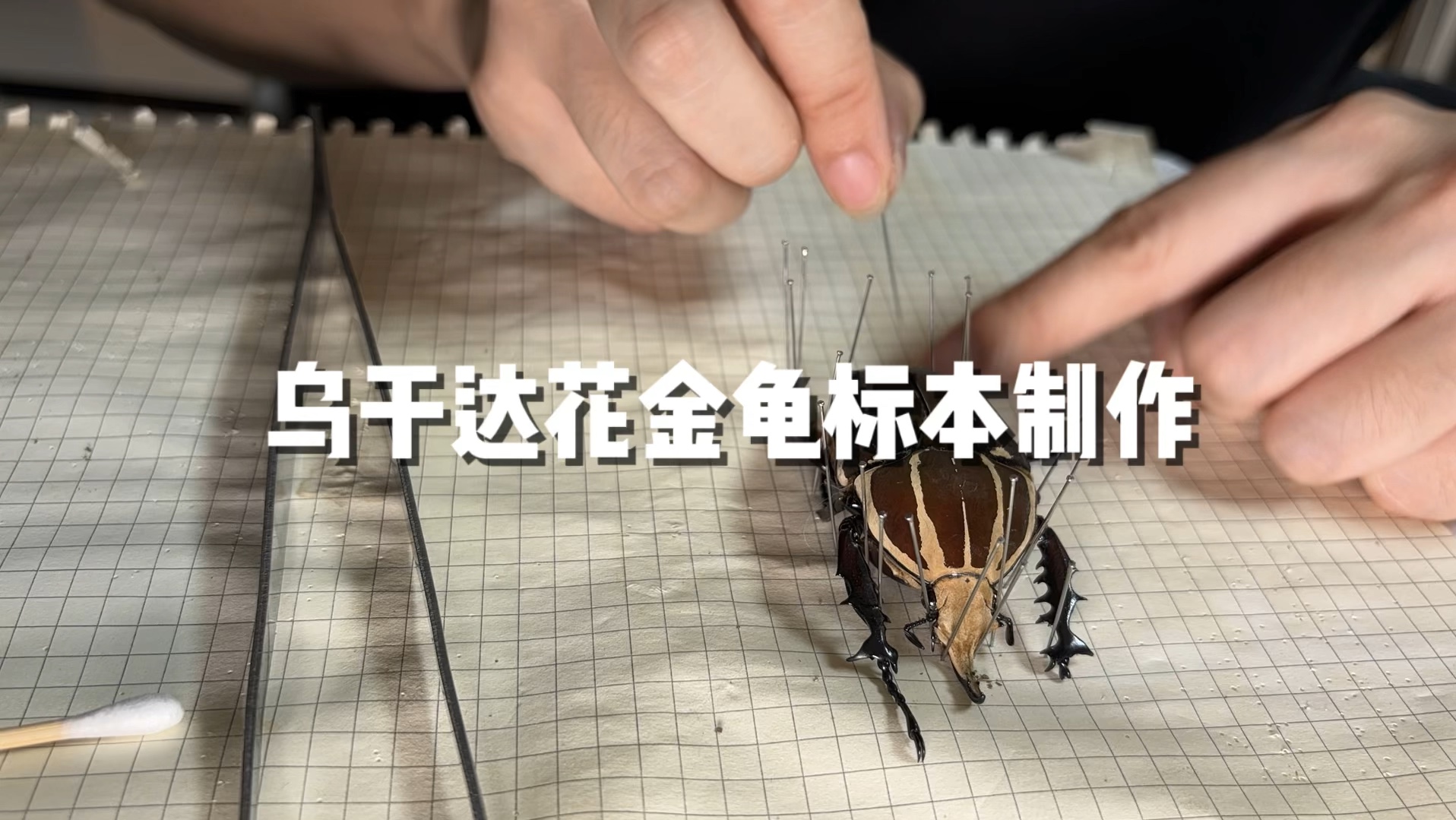 乌干达花金龟标本制作
