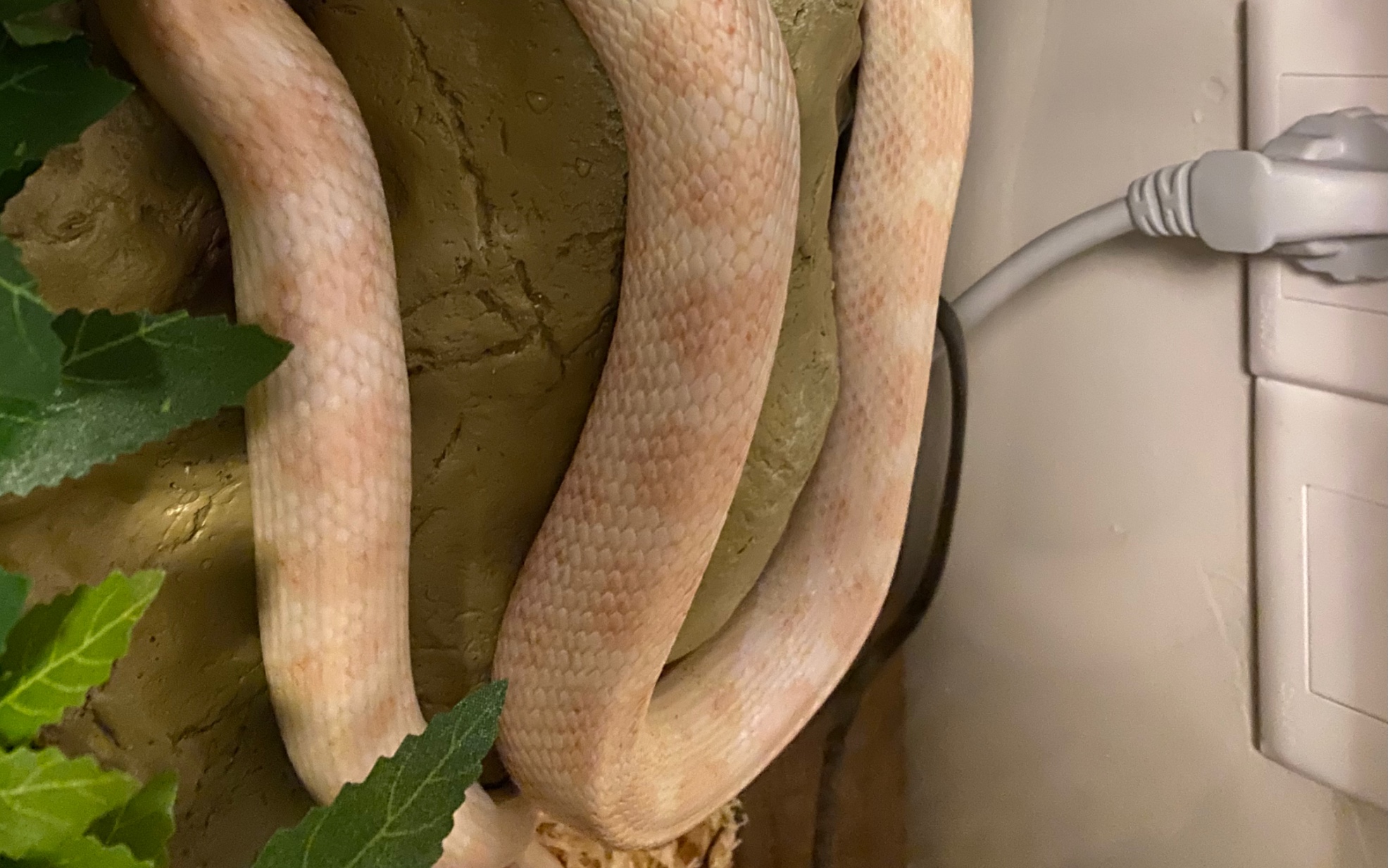 薄荷玉米蛇绯红棉花糖哥哥,250g了,性格温顺的让人觉得很贴心,每晚