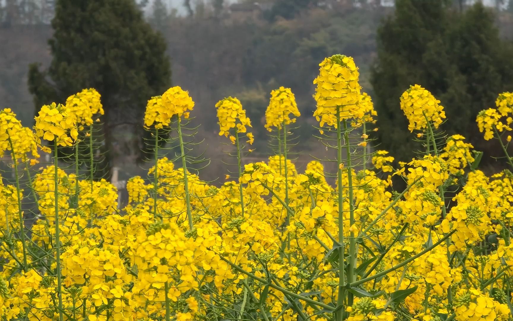 廟埡金色的油菜花(小米11u手持拍攝)