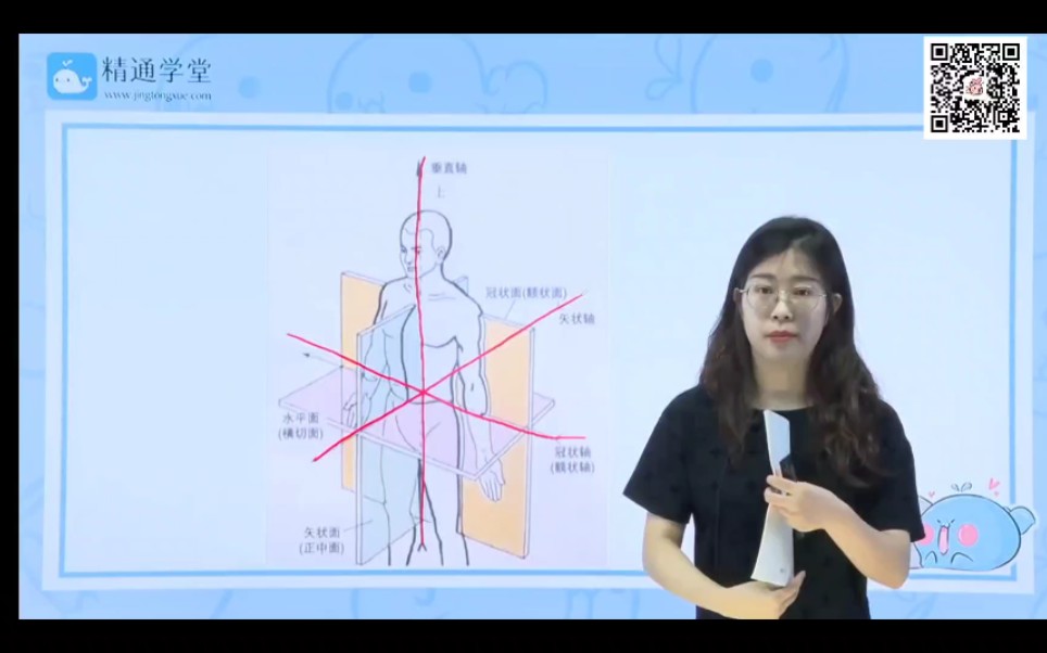 河北专接本 医学类~人体解剖哔哩哔哩bilibili