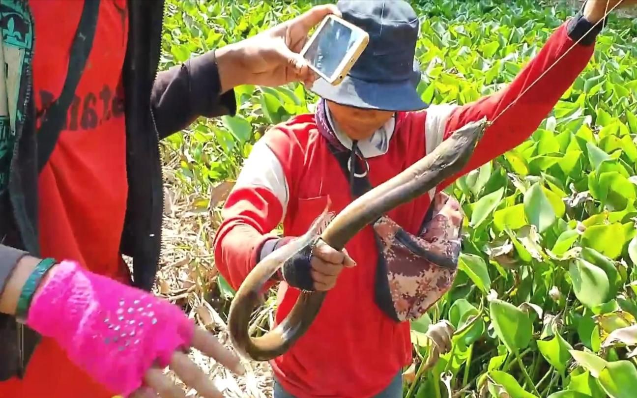 农村小哥在莲花池中抓大黄鳝,待农村就是爽,看着好过瘾