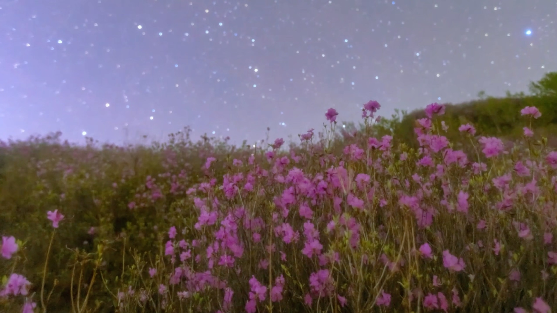 【花语星空!一场星与花的浪漫约会】被黑龙江的花语星空惊艳到了.时下,黑龙江正是鲜花烂漫时节,温柔夜色下,伴随李现的《给未来》,透过星空来见...