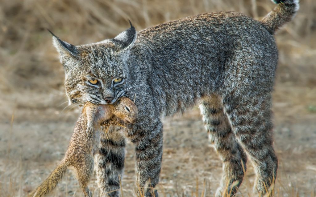 短尾猫(美国大山猫)捕猎野兔_哔哩哔哩 (゜-゜)つロ 干杯~-bilibili