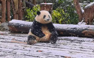 Скачать видео: 限定糖霜小花花～宝宝也是第一次看见那么大的雪呢