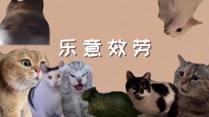 [图]⚡️ 猫 猫 乐 意 效 劳 ⚡️