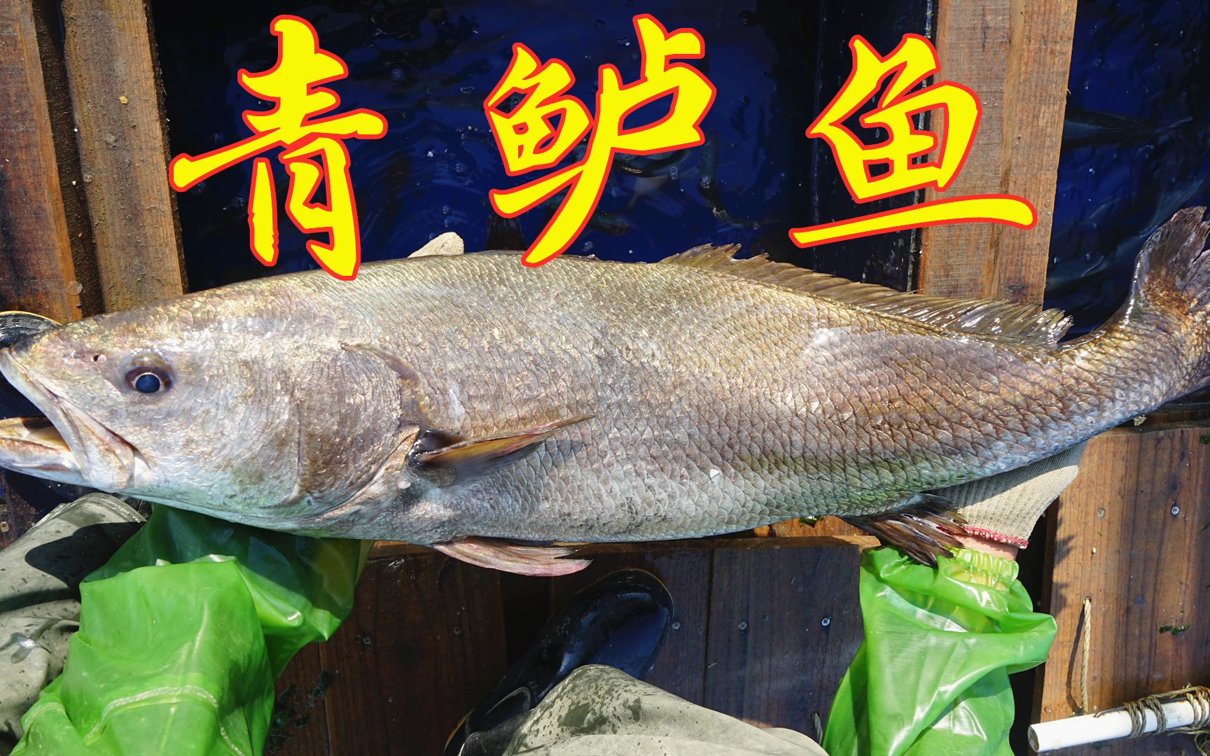 捕获这条二十多斤的大鱼,老渔民阿兴一时半会还认不出来品种
