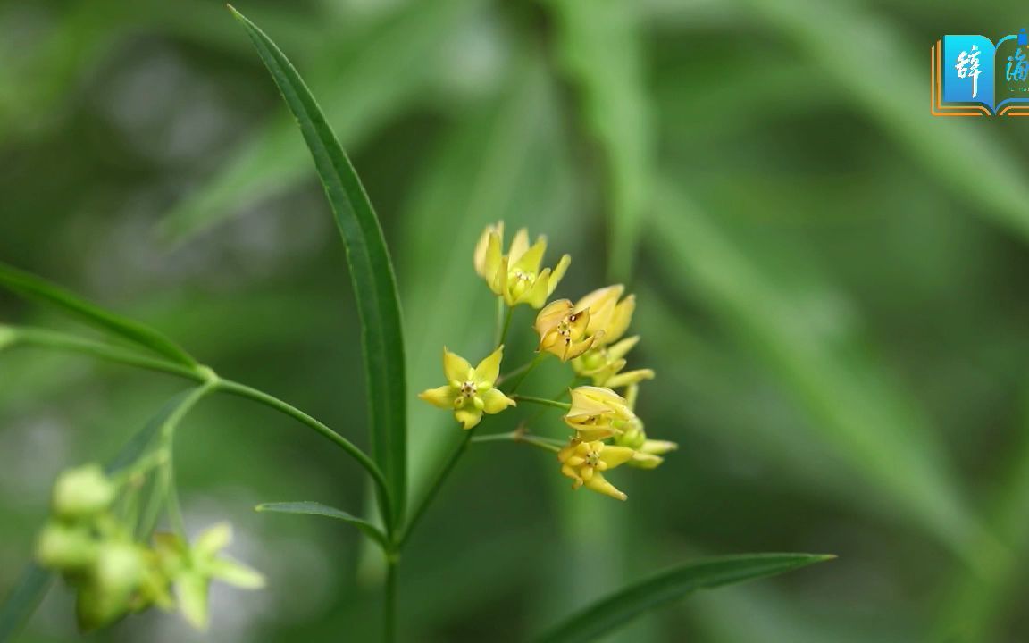 活动  【辞海百科】徐长卿,你认识这支花吗?