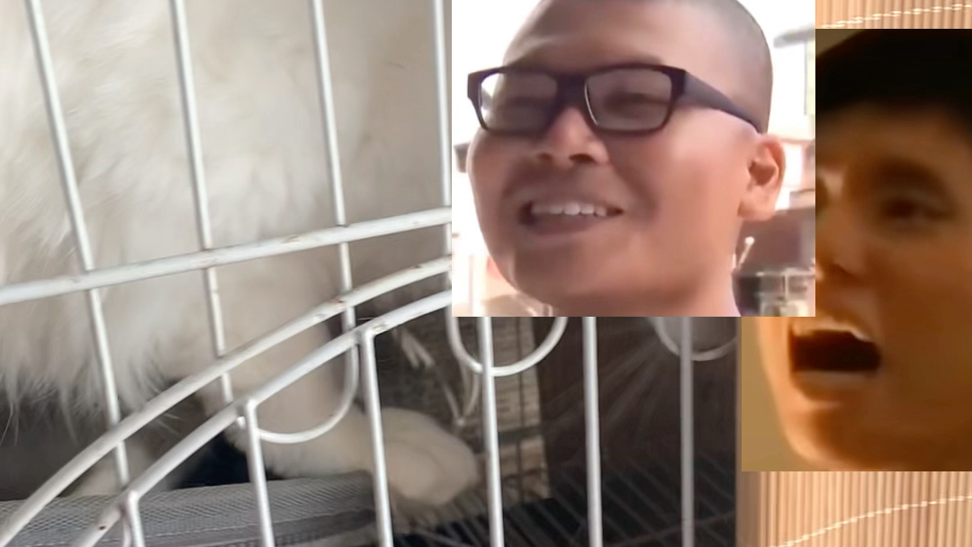 猫咪杰哥和阿伟