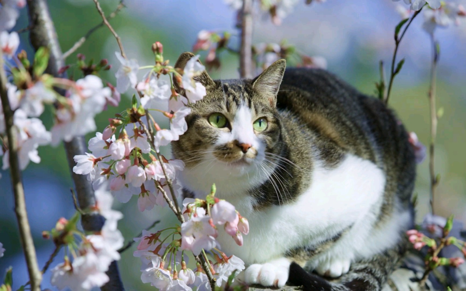 樱花树与猫～超高清8k