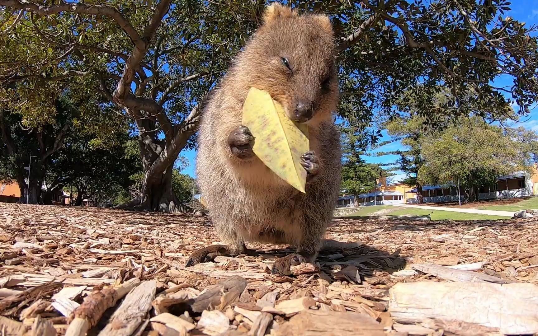 【转】短尾袋鼠吃叶子 细嚼慢咽超治愈
