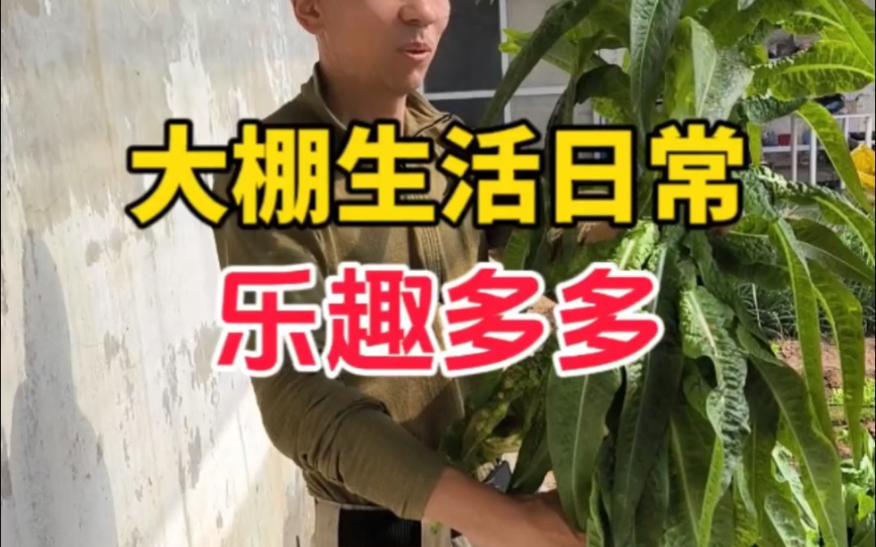 大棚日常,干活、捡蛋,乐趣多多,期待露天种植的惊艳。-瘦叔堆肥-瘦叔堆肥-哔哩哔哩视频