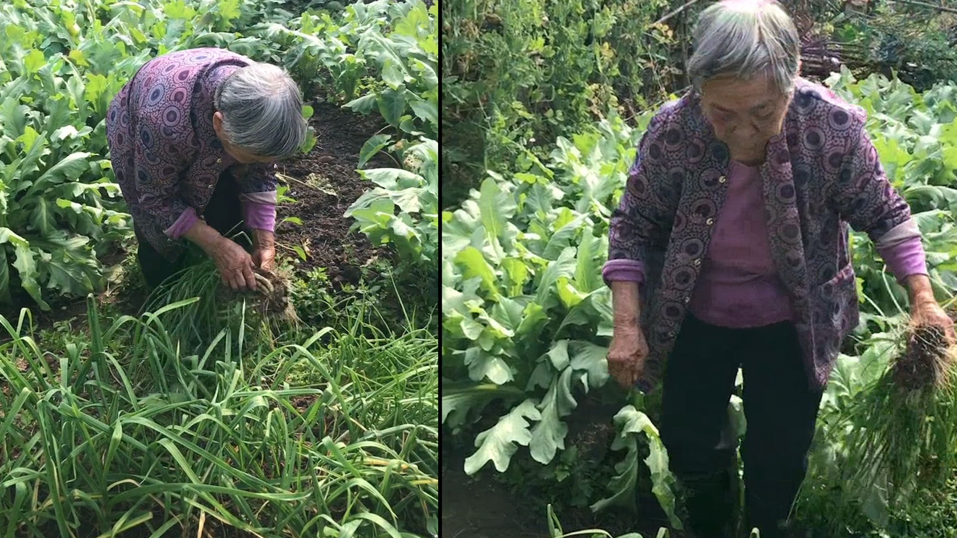 [图]妻子去世20年，男子坚持探望老岳母关怀如初，老人种满园菜回谢