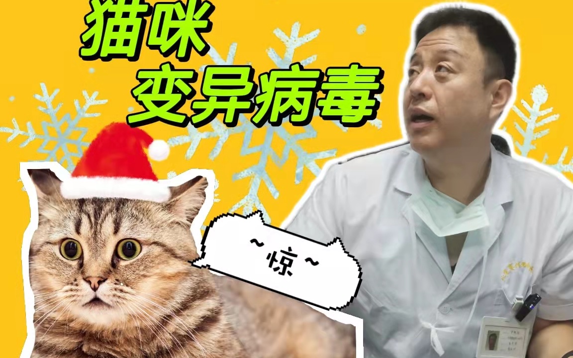 猫瘟病毒变异了?真的那么可怕吗?哔哩哔哩bilibili