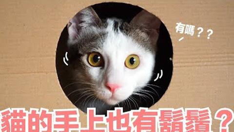 用猫草猫堆满房间 竟然害米香跟本丸打起来了 傻眼猫咪ep4 哔哩哔哩 Bilibili