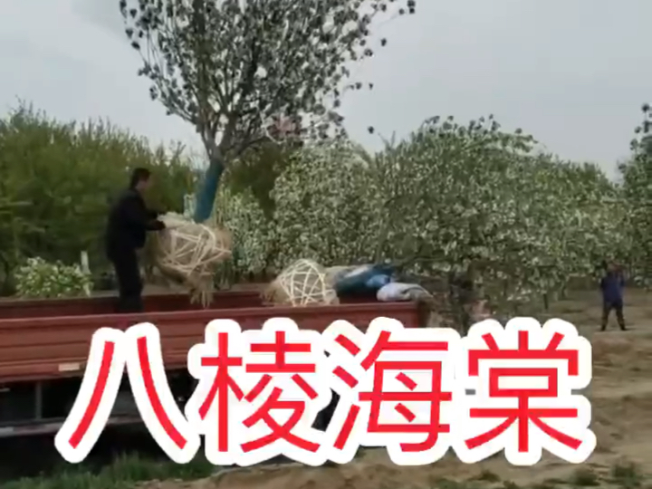 正宗八棱海棠树原产地发货/怀来众诚园林绿化苗木基地哔哩哔哩bilibili