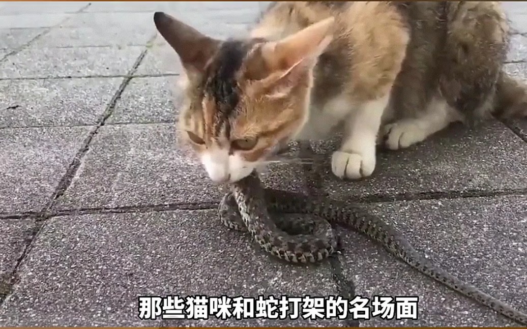 猫和蛇打架名场面,谁更厉害?哔哩哔哩bilibili