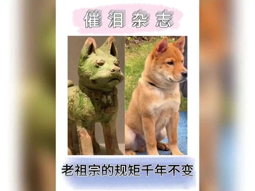 土狗指的是本地的狗,它的学名叫华夏帝王犬.哔哩哔哩bilibili