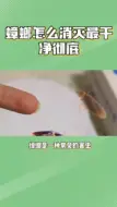 蟑螂怎么消灭最干净彻底的方法