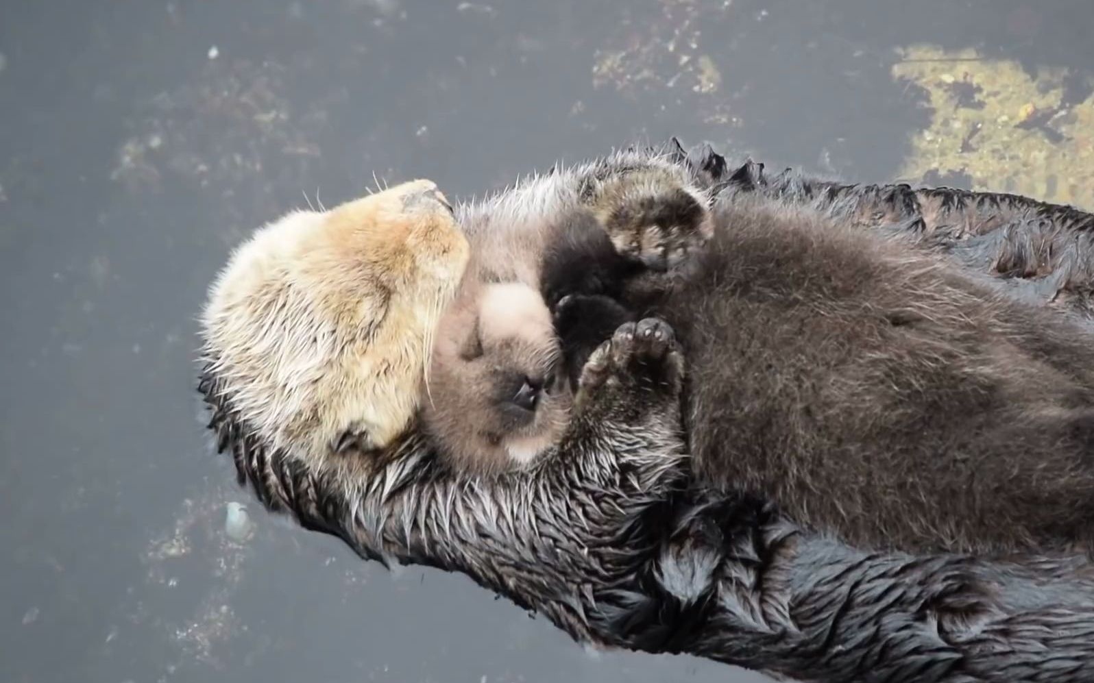 一天大的水獭小宝宝睡在妈妈身上