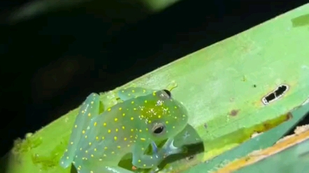 透视果冻蛙(Cochranella euknemos)这种蛙的背面呈现蓝绿色,有许多白色或黄色的小斑点, 它们的腹面是透明的白色.哔哩哔哩bilibili