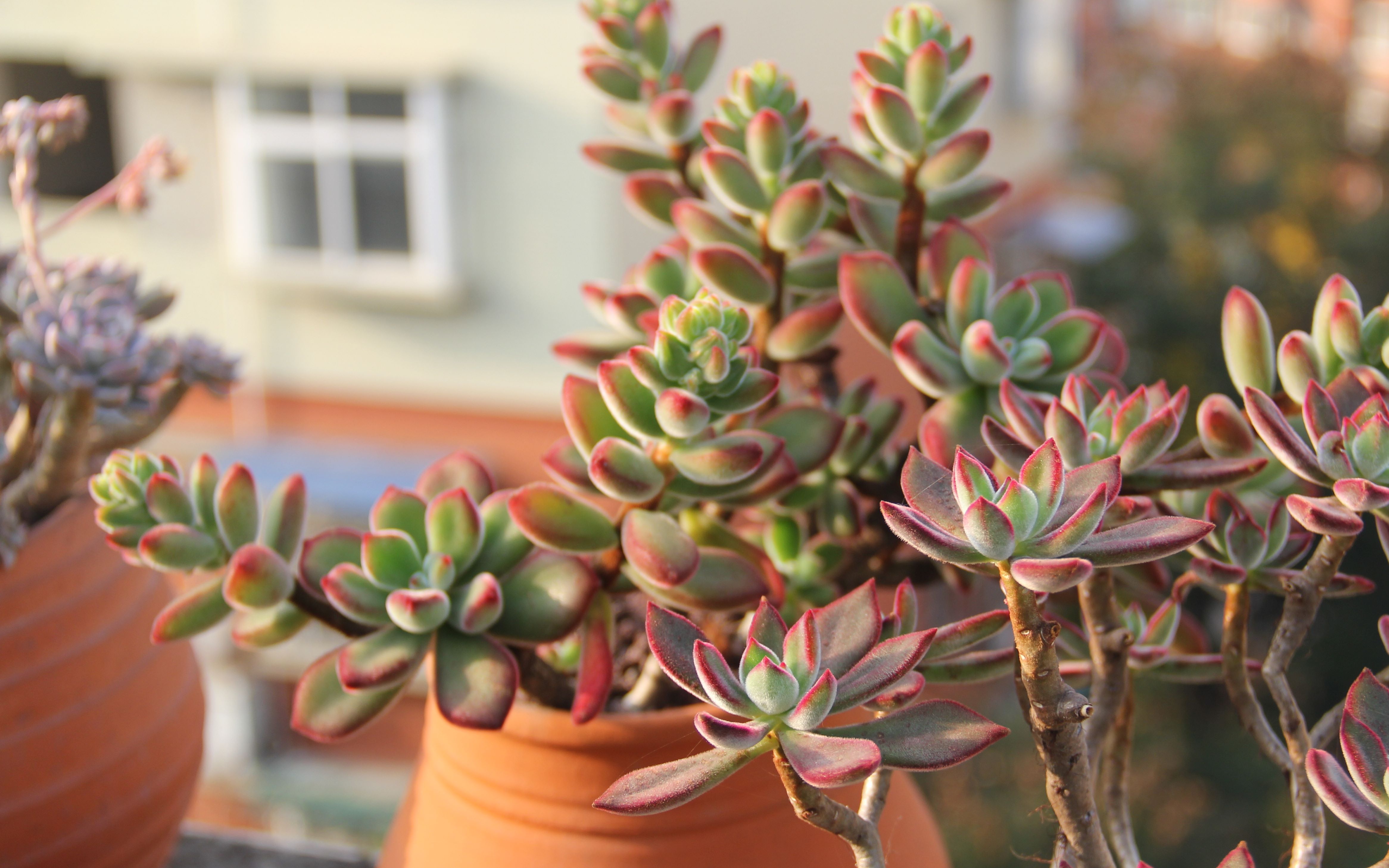 大猫多肉:两种锦晃星对比