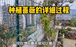 Descargar video: 家庭养花种植蔷薇的详细过程和养护注意事项