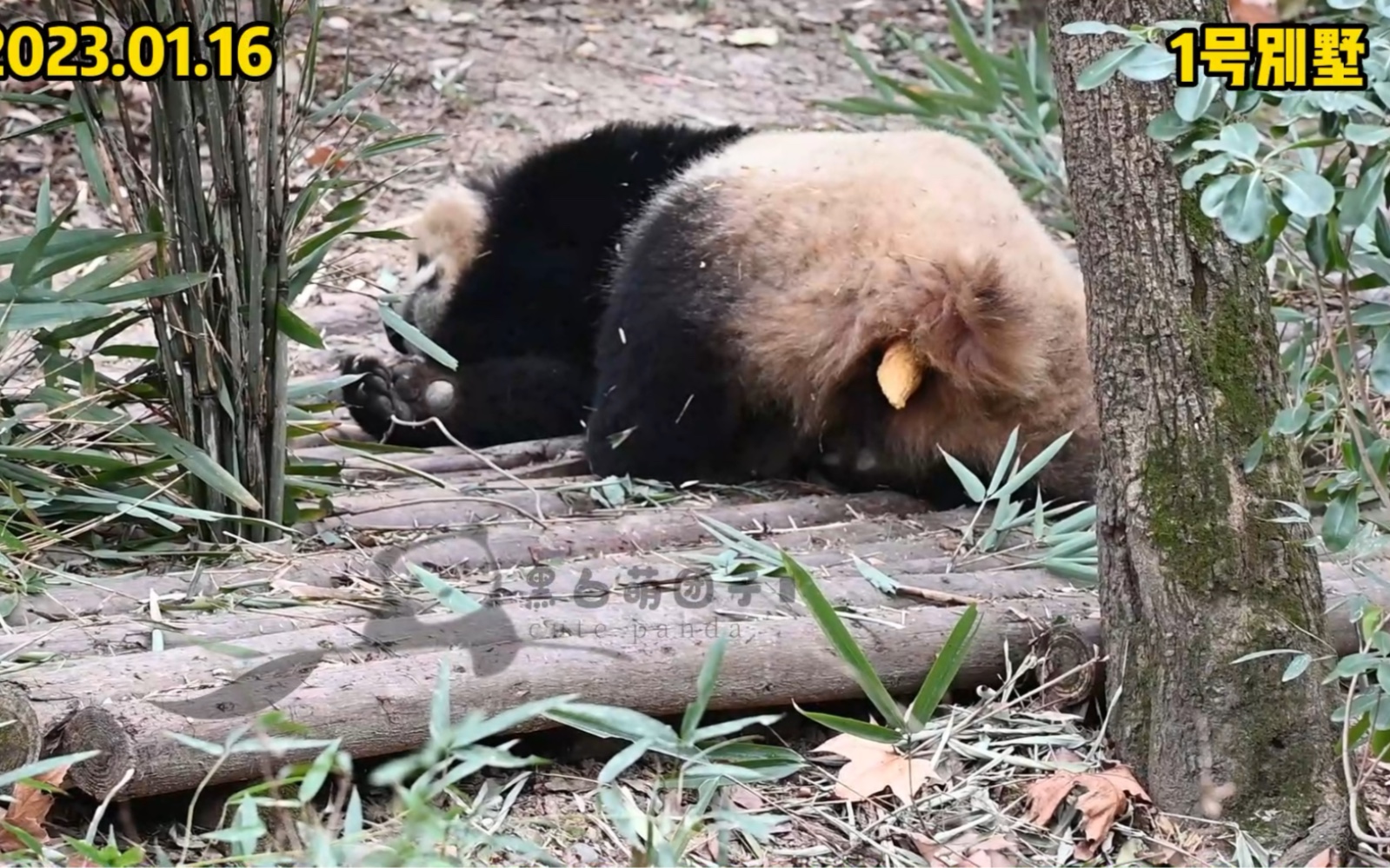 【大熊猫园润】一共去基地三天,拍到园润两次黑料,不爱干净是真的哔哩哔哩bilibili