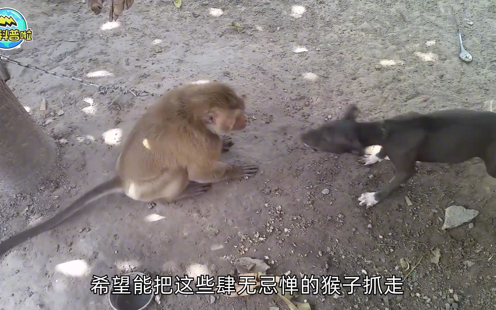 狗咬死猴子图片