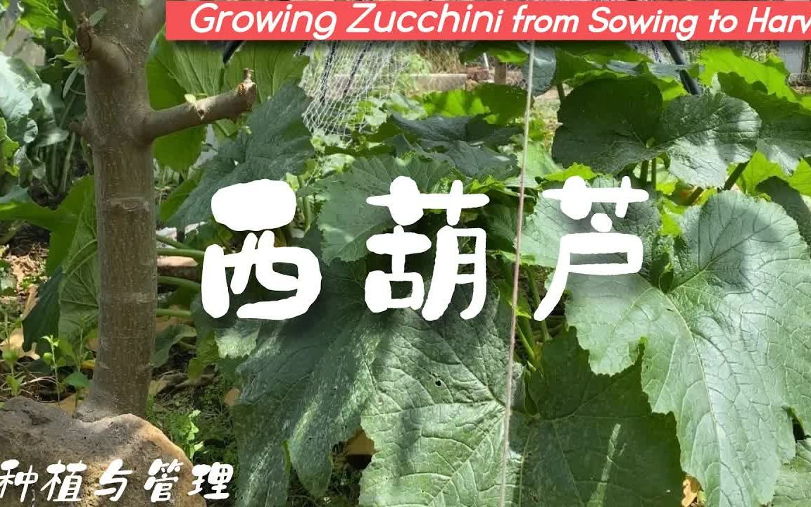 [图]西葫芦（茭瓜）种植与管理Growing Zucchini from Sowing to Harvest