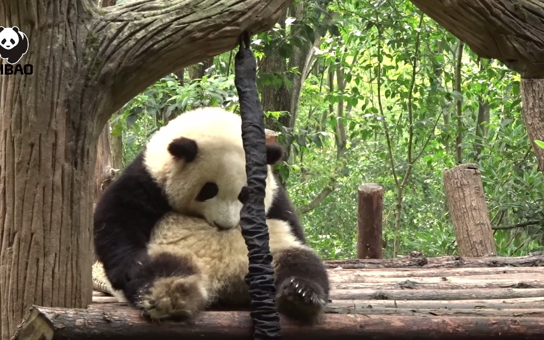 [图]大熊猫和花木架上的玩偶掏兜兜