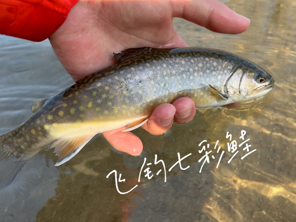 冬日玩飞钓,七彩鲑真好玩